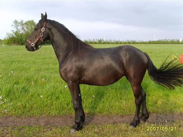 Frieser Sasia Ellemose billede 19