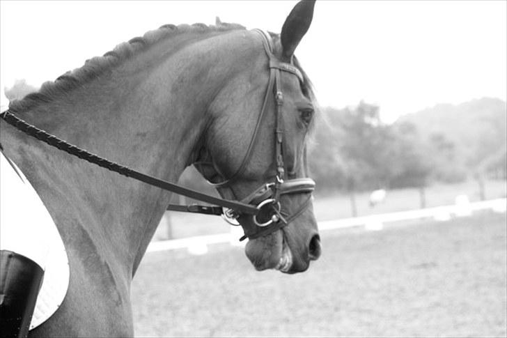 Traver Medea Fønix R.I.P. - Hej med jer.. kig alle billeder igennem hvis i vil bedømme..  ;-) billede 1