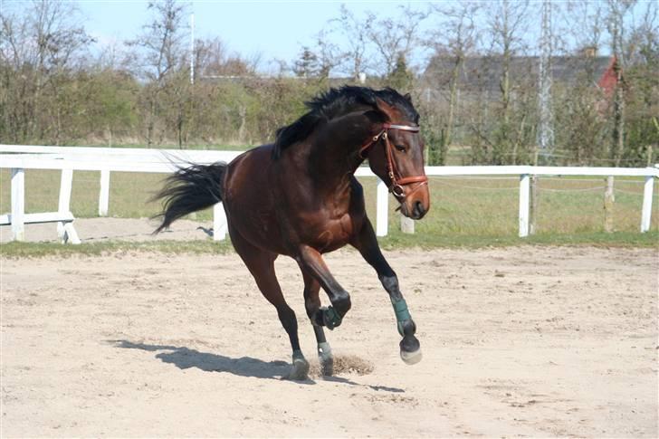 Traver Medea Fønix R.I.P. - Fotosession...*Foto Picola.dk* billede 4