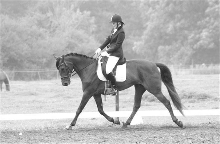 Traver Medea Fønix R.I.P. -  Stævne SGR 11 sep 2010 billede 5