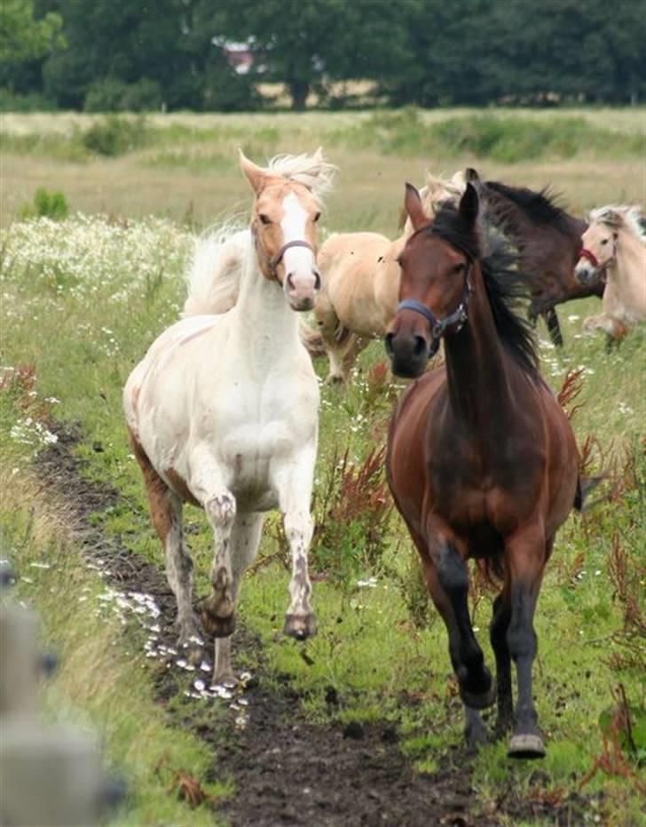 Traver Medea Fønix R.I.P. - HUn blev lige liidt overrasket over at Miss Janie kom løbende så hun fortsatte og kunne ikk helt finde ud af om hun skulle løbe til siden eller hvad...  ;-)   *Foto af amatør fotograf Laila Rasmussen* billede 9