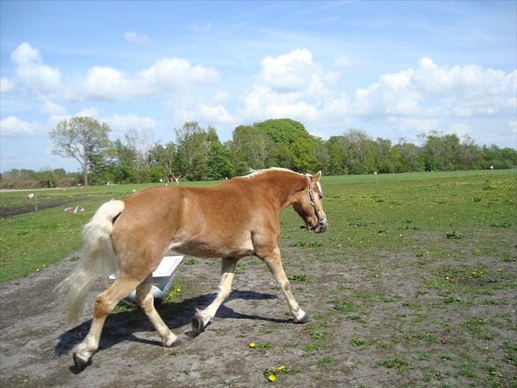 Haflinger Wyomi  - Forår 2010 billede 10