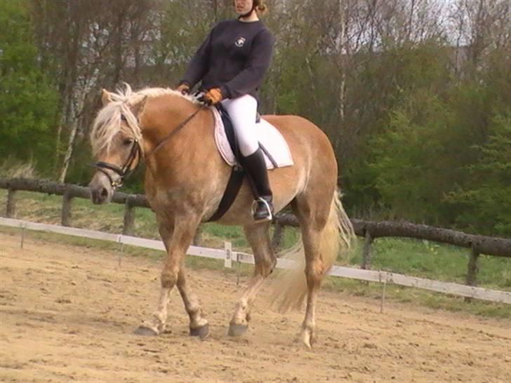 Haflinger Wyomi  - stævne på Kærbo, billed taget af min lillesøs billede 11