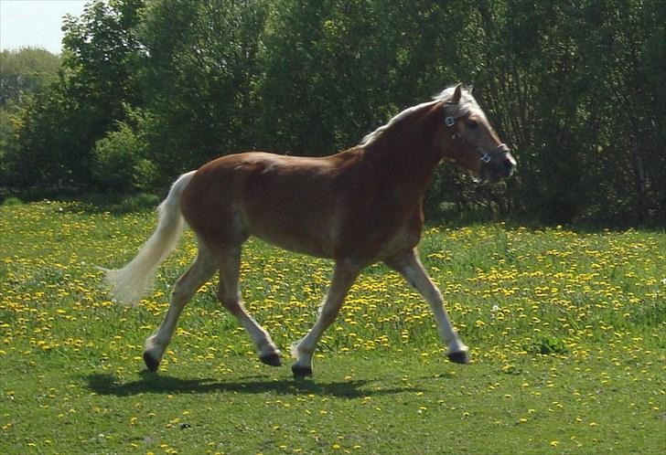 Haflinger Wyomi  - Forår 2010 billede 13