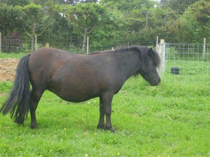 Shetlænder Blackie *solgt* - så kommer der snart føl<3 billede 16