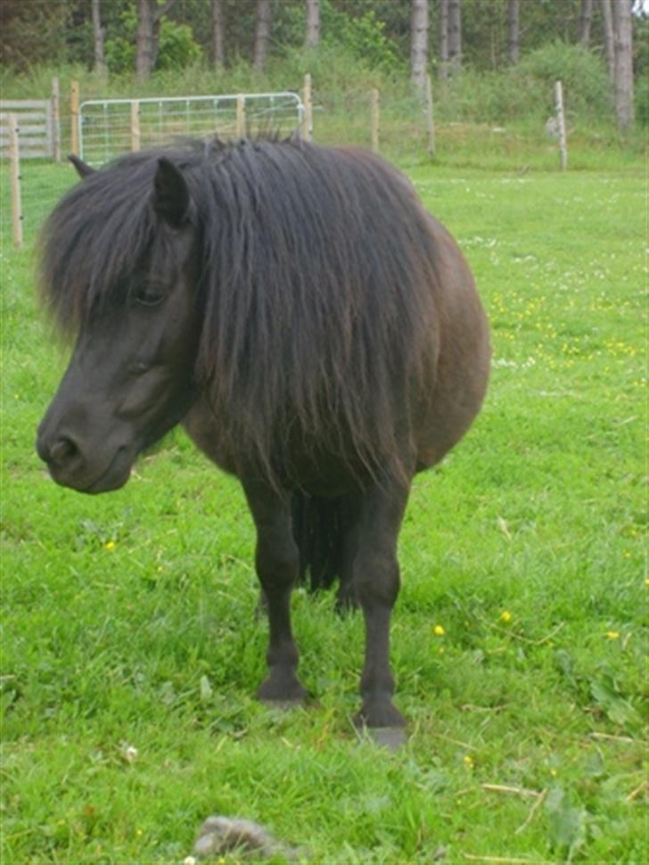 Shetlænder Blackie *solgt* - igen i fol billede 17