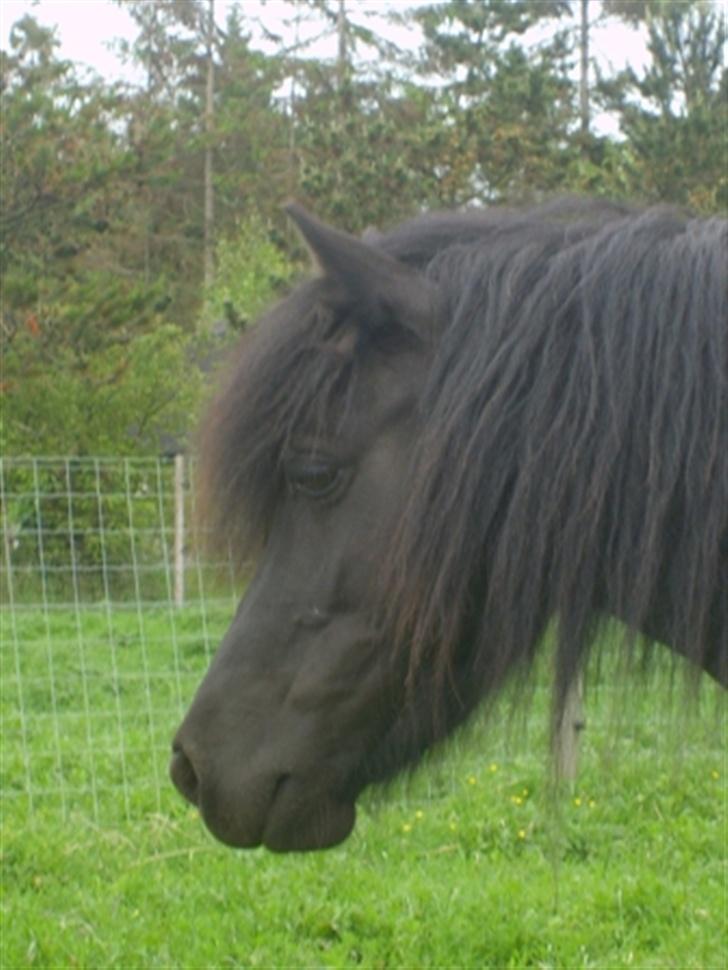 Shetlænder Blackie *solgt* billede 18