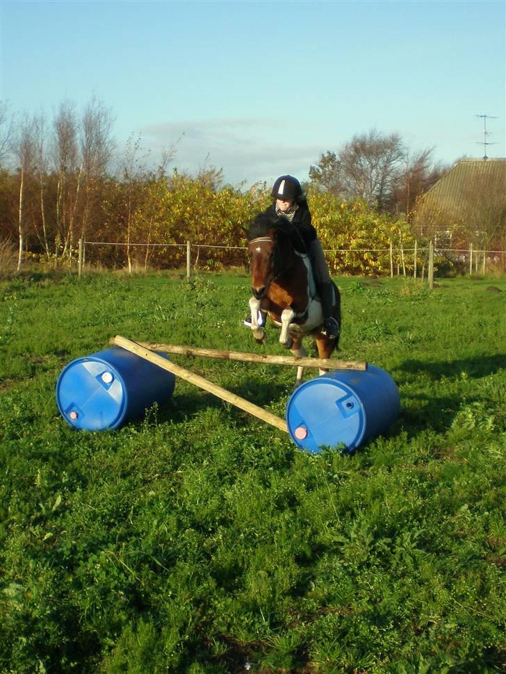 Pinto Indy  - NYT. 15 nov 2009 :)  billede 1