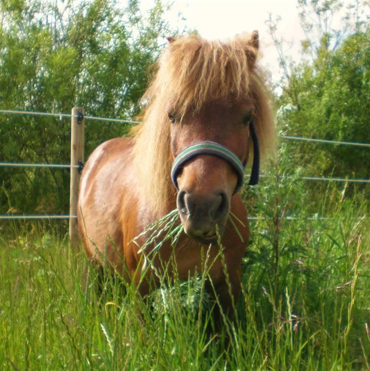 Shetlænder Buster - Velkommen til Buster´s profil. Nyd billederne og smid gerne en kommentar(:<3 billede 1