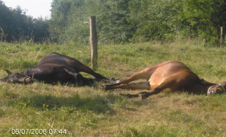 Anden særlig race Theo *SOLGT* - Theo og Casall sover længe oonsdag morgen på ridelejr (: det er hårdt  billede 7