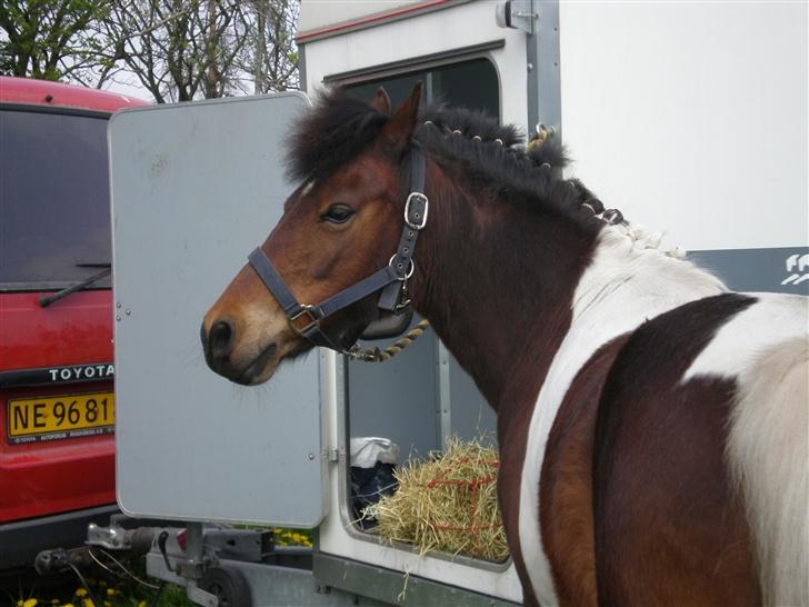 Pinto Indy  - Charme, Selvtillid og Lækkert hår!!! xD billede 2