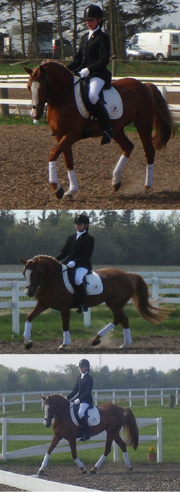 Welsh Cob (sec D) Santana    Solgt&Savnet!  - Åhh du er bare skøn Santana!!! billede 7
