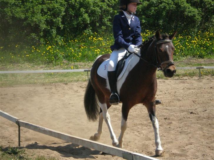 Pinto Indy  - LE u. Galop. Vi kom på en delt 2 plads. Jeg var rigtig stolt!! billede 3