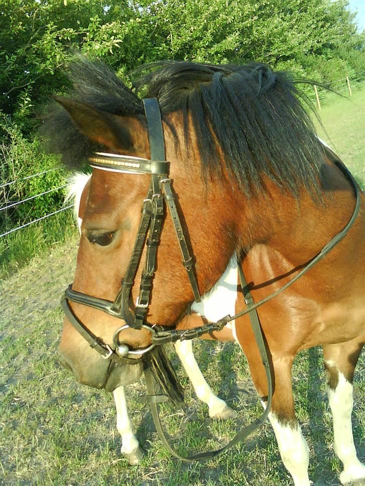 Pinto Indy  - Den smukke <33 i sommers. (: elsker dig NIDY <3 *(; billede 4