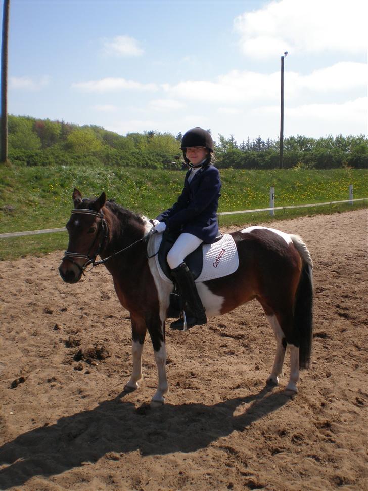 Pinto Indy  - Her er vi. vi er lige blevet færdige med LE´en. jeg ville bare ride den igemmen, og jeg syns hun gjorde det godt!!! billede 5