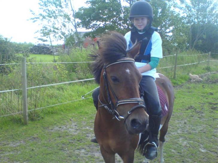 Pinto Indy  - gammelt. <3 efter en springtur!! XD elsker dig indy!!!! billede 6