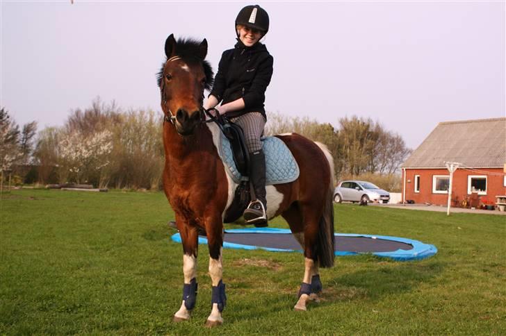 Pinto Indy  - NYT .. <3 billede 9