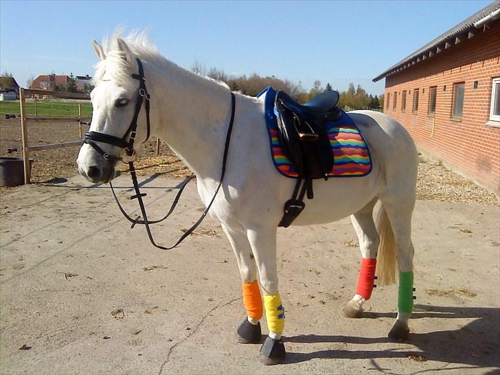 New Forest Odbjergs Pikant <3SOLGT:( - Med sit super seje nye udstyr ;P Mor har syet bandagerne til miig :D  billede 1