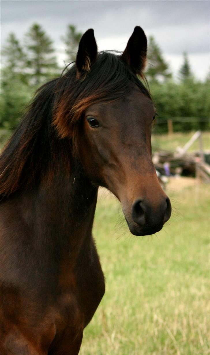 Anden særlig race Søgårdens Qashqai *solgt* - juni 2008. tak til rikke for billedet billede 2