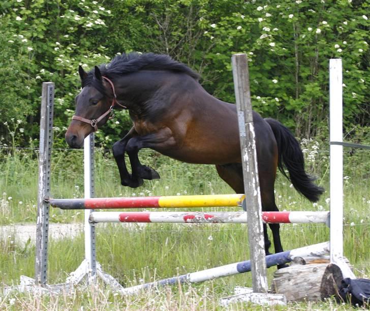 Anden særlig race Søgårdens Qashqai *solgt* - løsspring maj 2009 billede 5