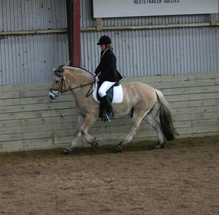 Fjordhest Leonardo  - Velkommen til Leonardo´s profol. Stævne billed fra d. 09/02 08 i en LC3. Forotgraf: Joan Kvolbæk. billede 6