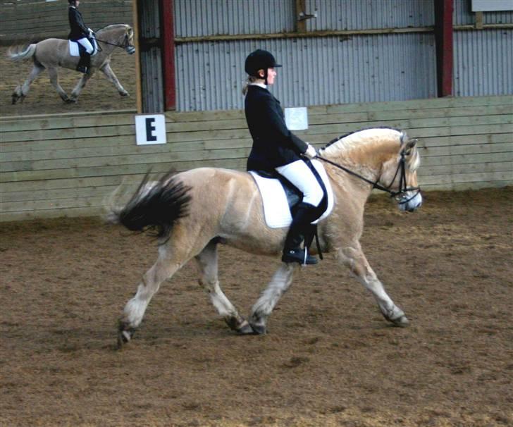 Fjordhest Leonardo  - Stævne fra d. 09/02 08 i en LC3. Fotoraf: Joan Kvolbæk. billede 3