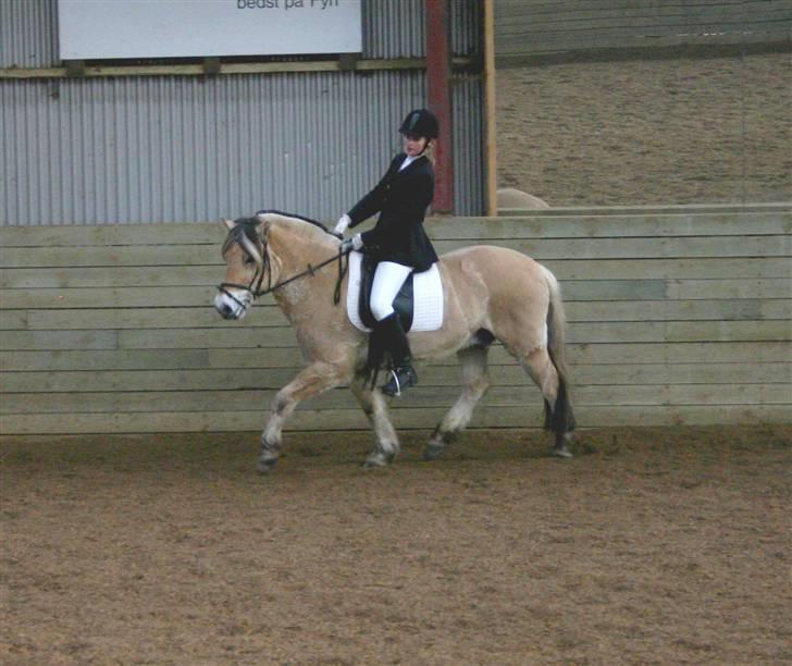 Fjordhest Leonardo  - Stævne fra d. 09/02 08 i en LC3. Fotograf: Joan Kvolbæk billede 4
