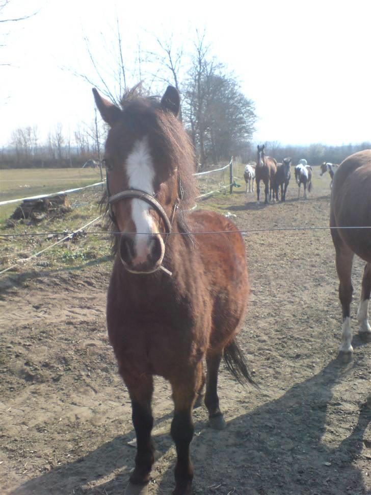 Anden særlig race Mr. Fly High  - ååh, han er så fluff her (: billede 2