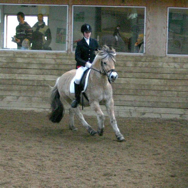 Fjordhest Leonardo  - Stævne fra d. 09/02 08 i en LC3. Fotograf: Joan kvolbæk. billede 5
