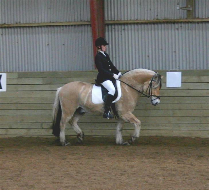Fjordhest Leonardo  - Stævne fra d. 09/02 8 i en LC3. Fotograf Jon Kolæk. billede 7