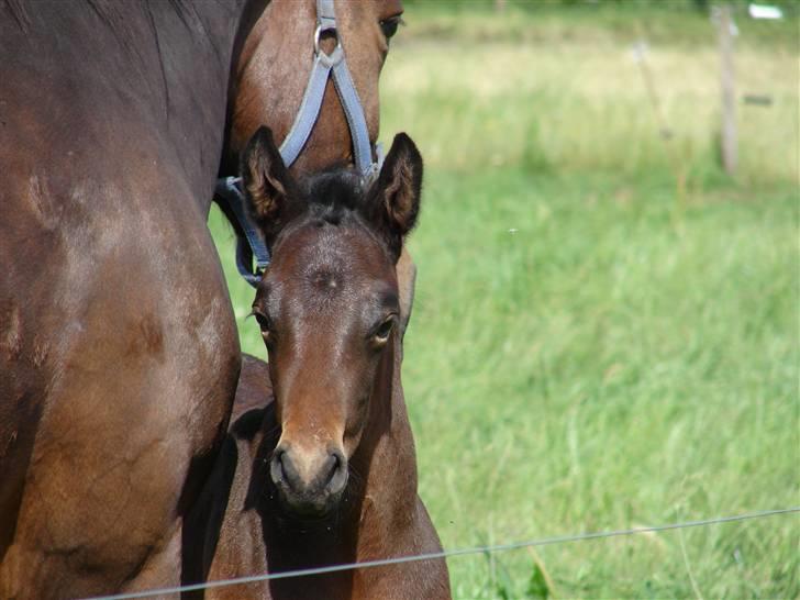 Anden særlig race Søgårdens Qashqai *solgt* billede 7