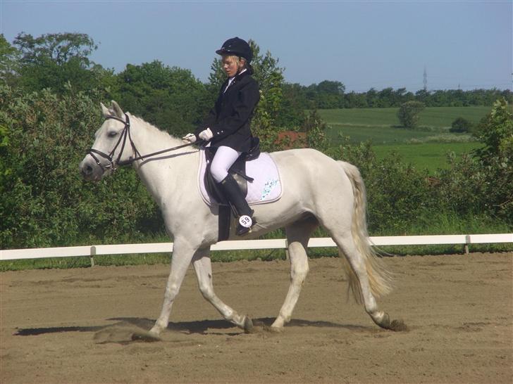 New Forest Odbjergs Pikant <3SOLGT:( - Så blev det vores tur og han gik bare så pænt;O) billede 3