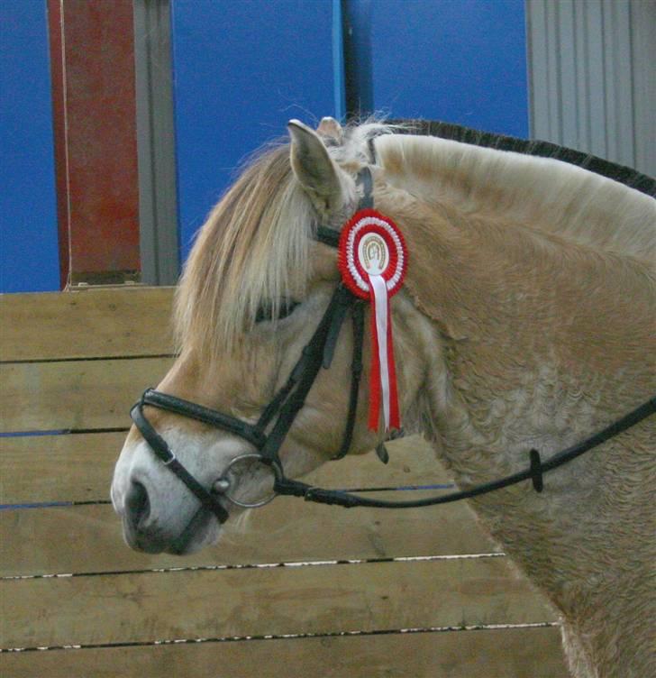 Fjordhest Leonardo  - vindere i en LC3 med 57 %. træt hest, men gik godt den dag... <3 Fotograf: Joan kvolbæk. billede 8