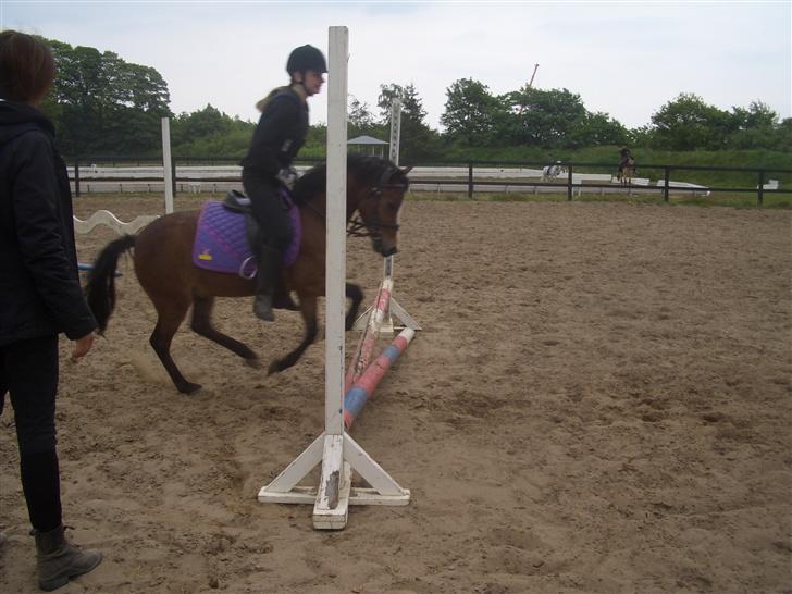 Anden særlig race Mr. Fly High  - Vi springer igen :D han springer bare så fint<3 billede 4