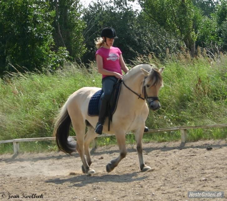 Fjordhest Leonardo  - Dressur træning fra sommeren 07. Fotograf: Joan Kvolbæk. billede 9