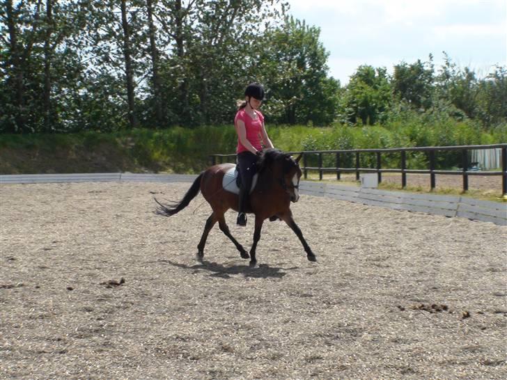 Anden særlig race Mr. Fly High  - NYT lidt træning billede 5