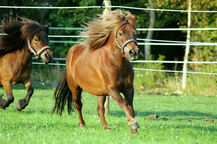 Shetlænder Buster - Buster og Bella (: Til ære for Bella! <3 billede 6