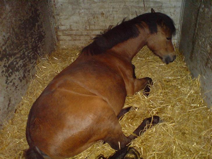 Anden særlig race Mr. Fly High  - så er det tid til afslapning (: zZzzZ billede 8