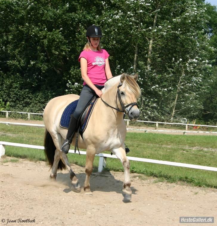 Fjordhest Leonardo  - sommer 07. Fotograf: Joan Kvolbæk. billede 10