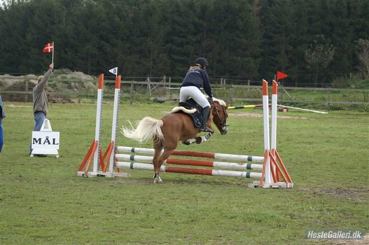 Anden særlig race Movie Star (Solgt.) billede 11