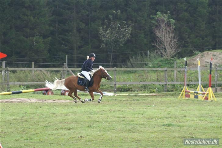 Anden særlig race Movie Star (Solgt.) billede 12