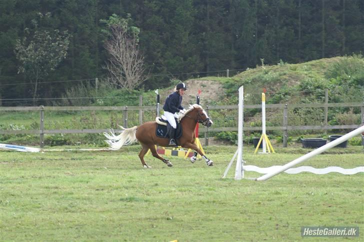 Anden særlig race Movie Star (Solgt.) billede 13