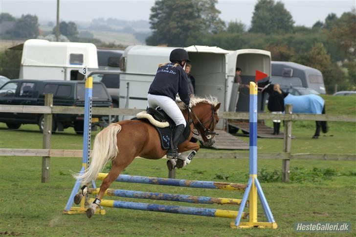 Anden særlig race Movie Star (Solgt.) billede 14
