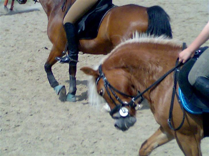 Anden særlig race Movie Star (Solgt.) billede 15