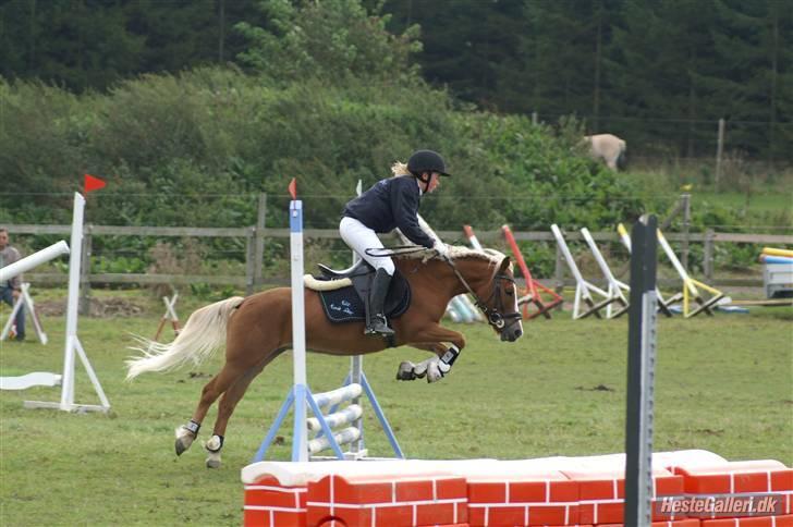 Anden særlig race Movie Star (Solgt.) billede 16