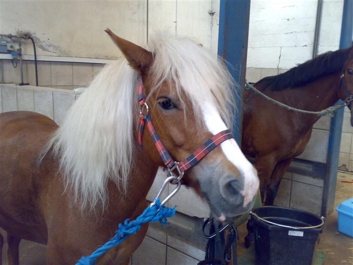 Anden særlig race Movie Star (Solgt.) billede 17