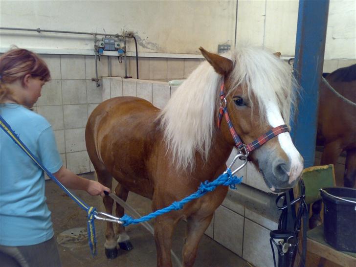 Anden særlig race Movie Star (Solgt.) billede 18