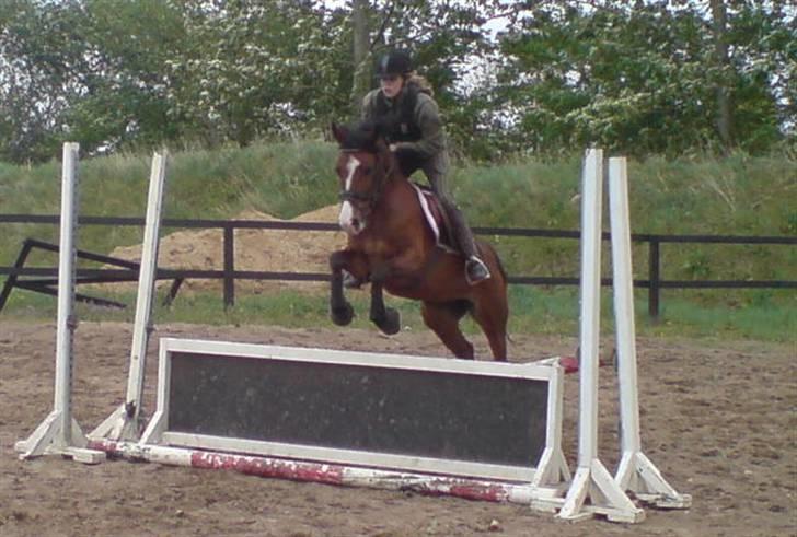 Hollandsk Sportspony Corofina - Plade :] billede 9