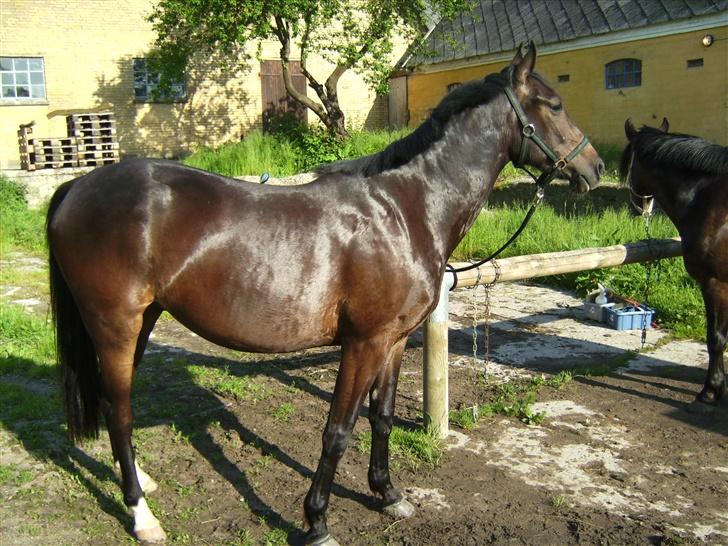 Trakehner magic wunder billede 2