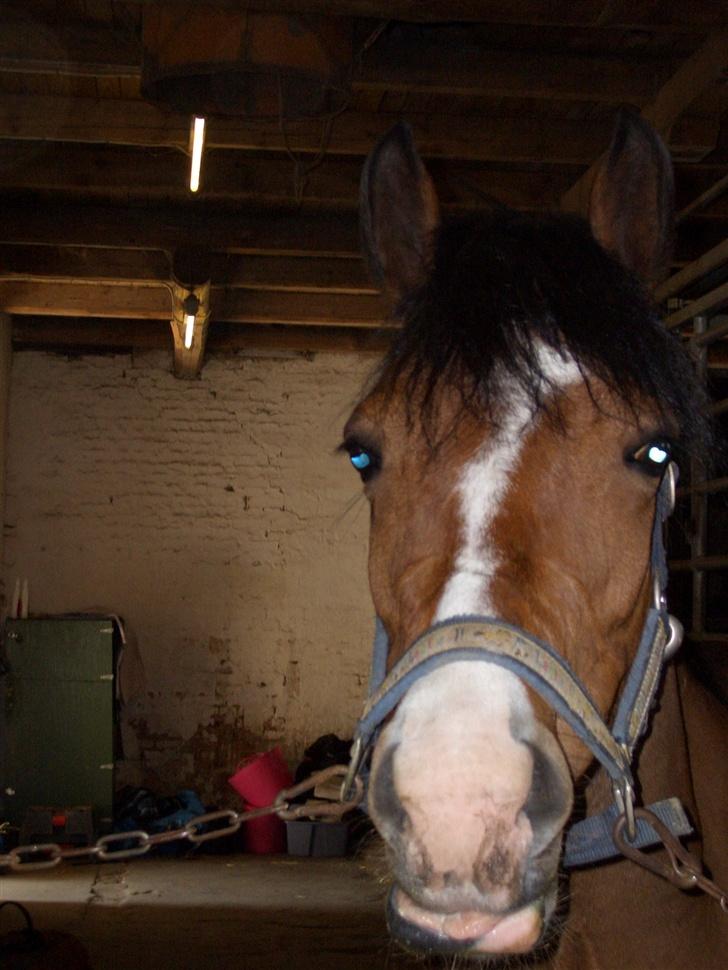 Hollandsk Sportspony Corofina - det er lidt mørkt, fordi det er inde fra stalden billede 10
